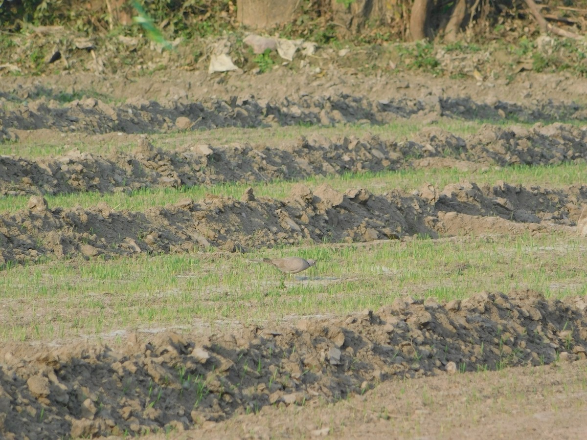 Горлиця садова - ML646898854