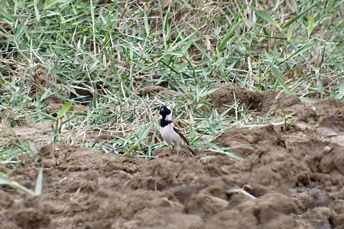 Gorrión de El Cabo - ML646898862