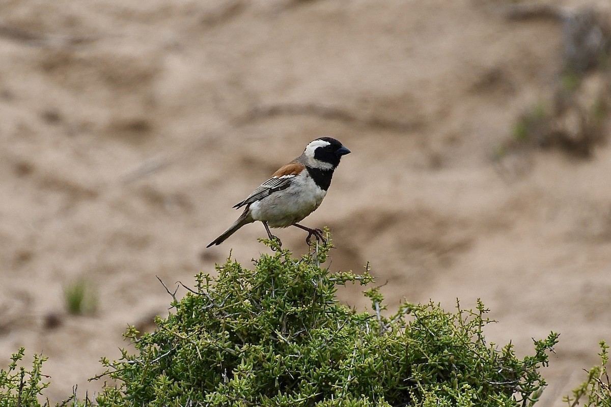 Gorrión de El Cabo - ML646898863