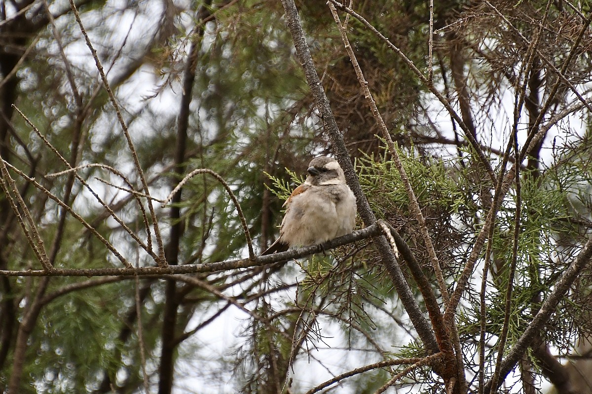Gorrión de El Cabo - ML646898864