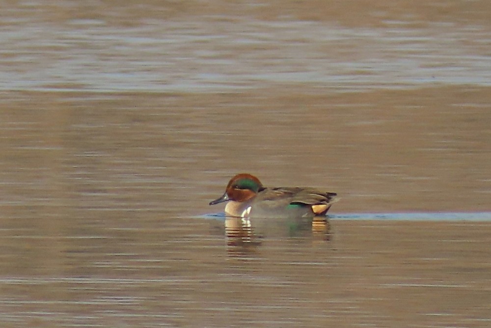 Zertzeta arrunta (amerikarra) - ML646898865