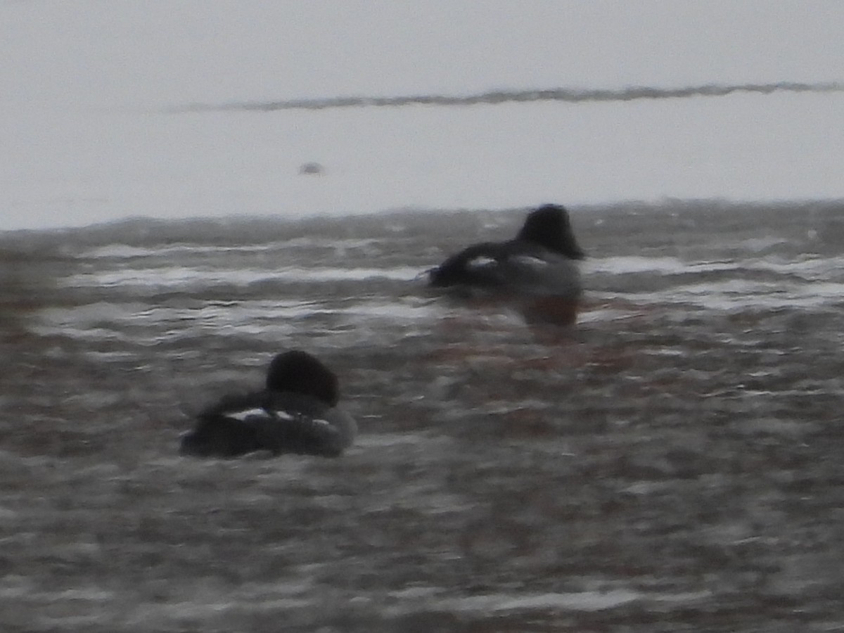 hohol severní - ML646898868