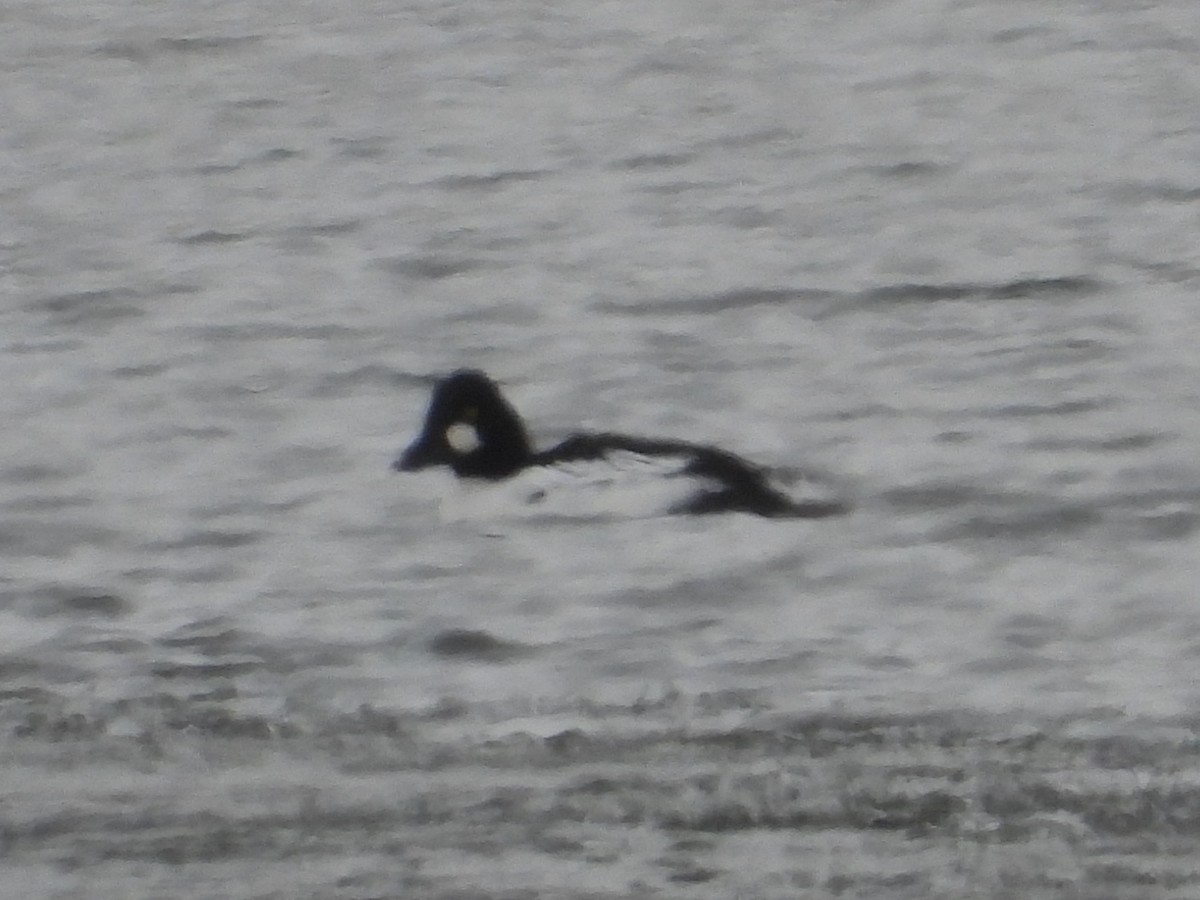 hohol severní - ML646898869