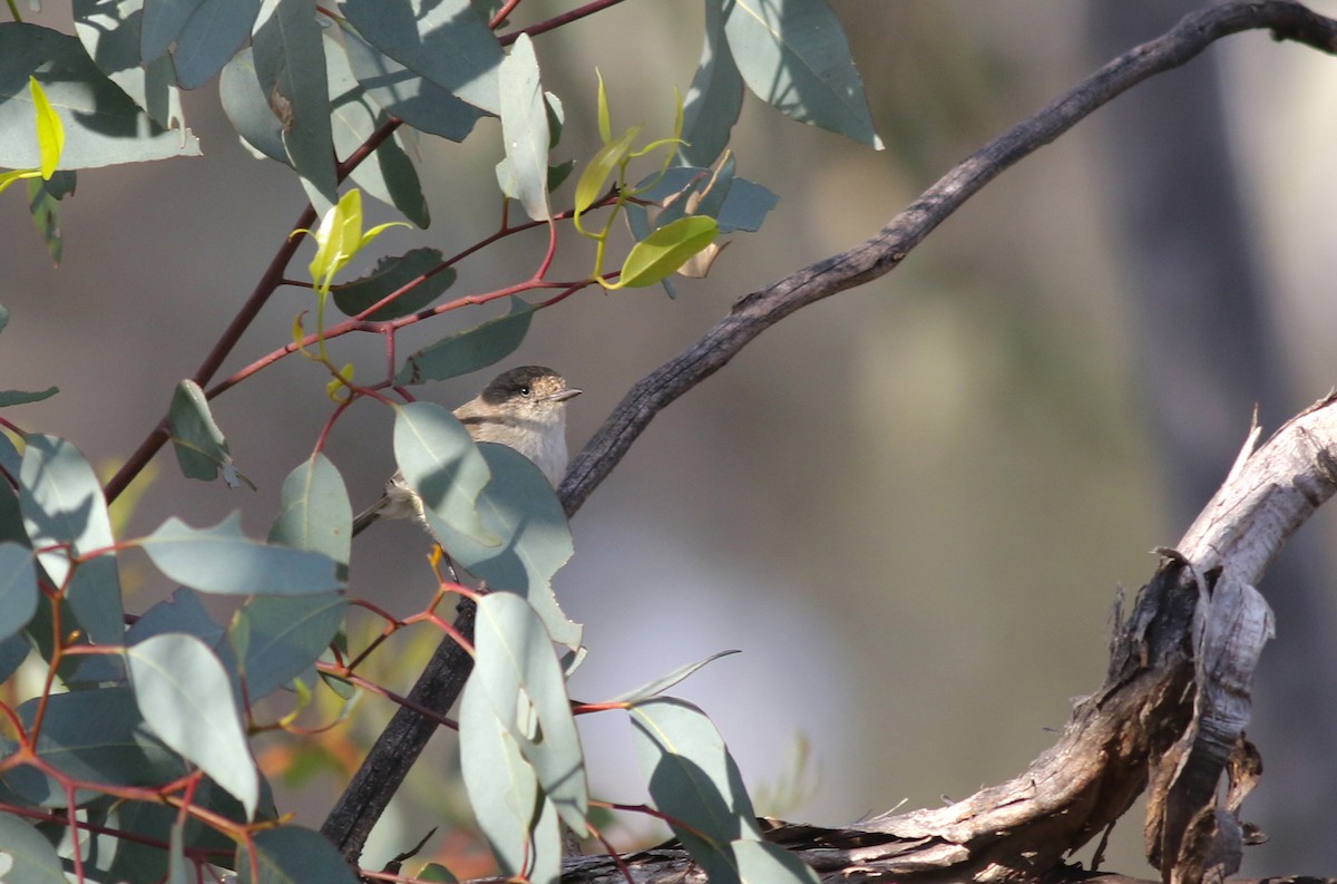 Лесная шипоклювка - ML646898870