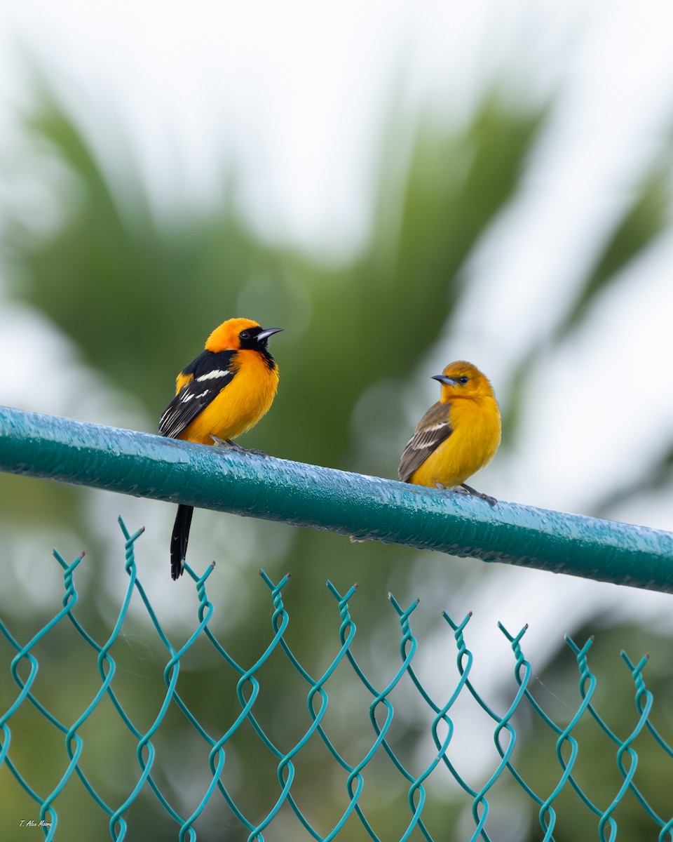 Hooded Oriole - ML646898872