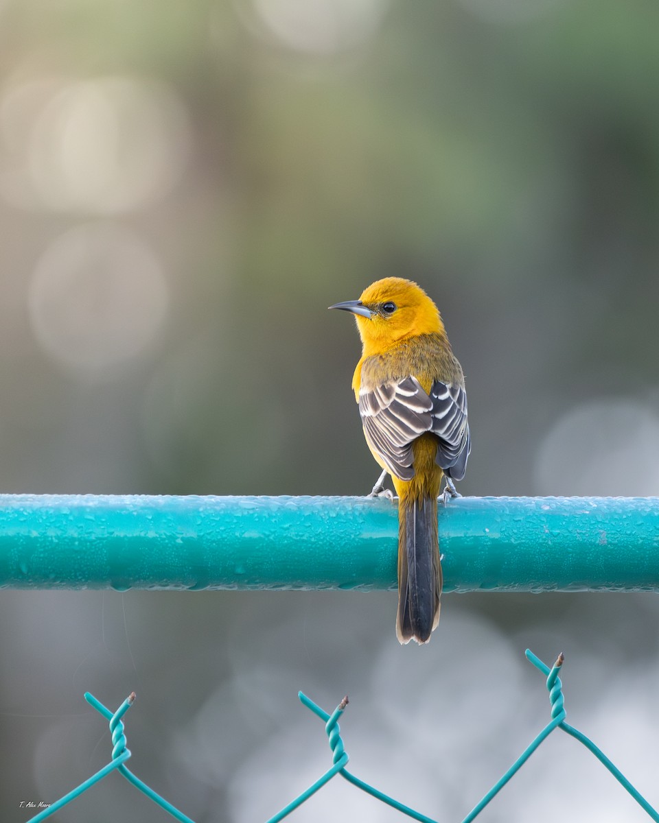 Hooded Oriole - ML646898873