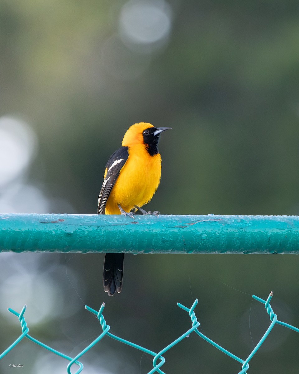 Hooded Oriole - ML646898874