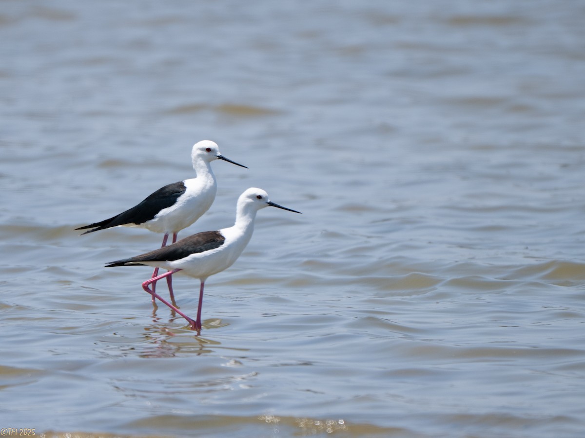 高蹺鴴 - ML646898875