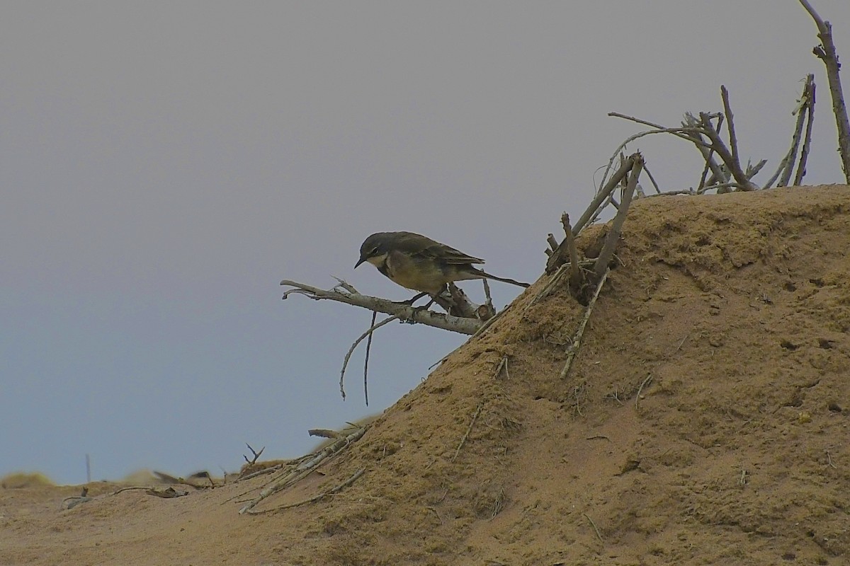 Lurmuturreko buztanikara - ML646898877