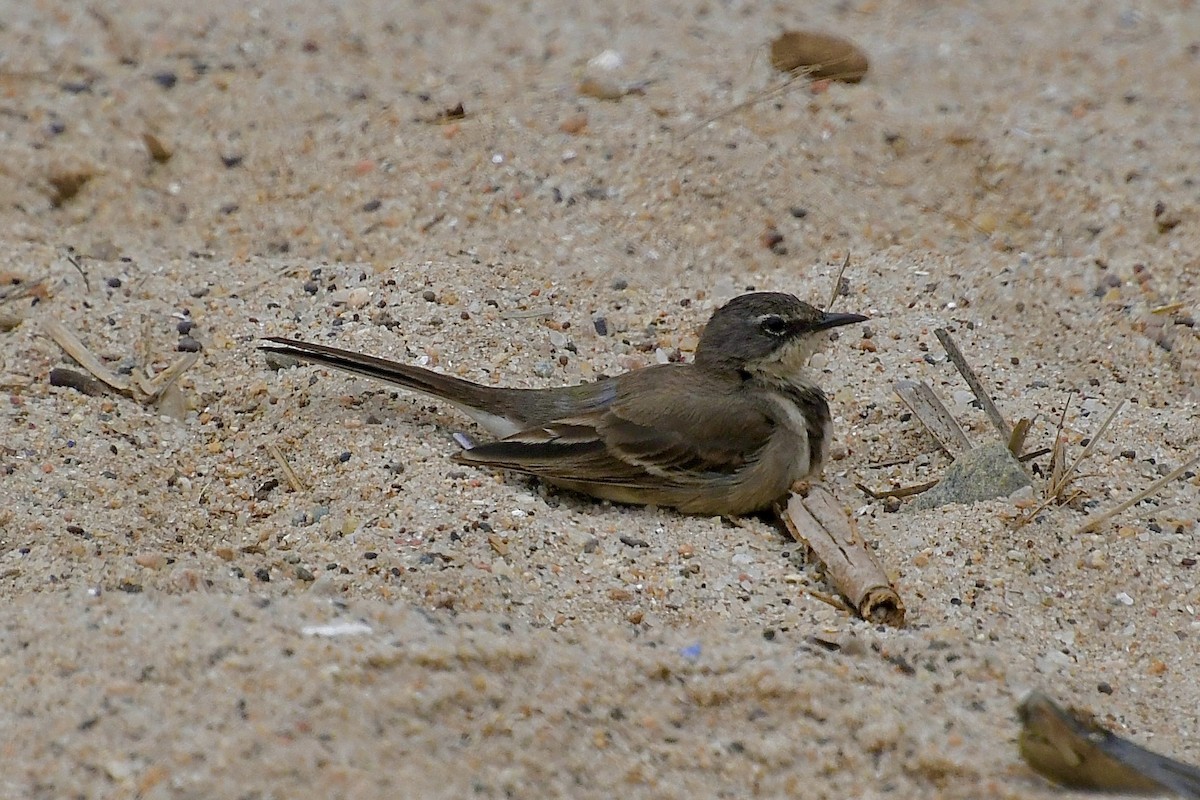 Lurmuturreko buztanikara - ML646898878