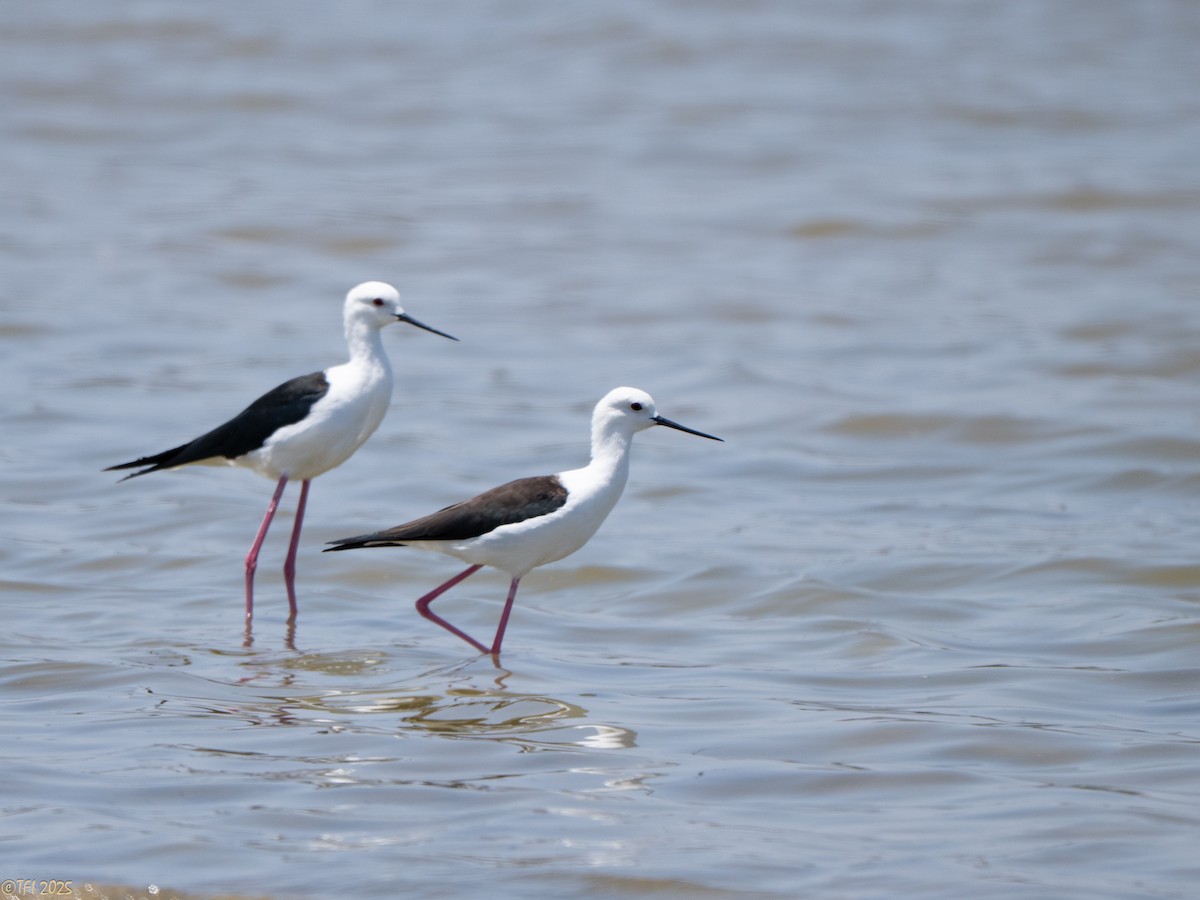 高蹺鴴 - ML646898879