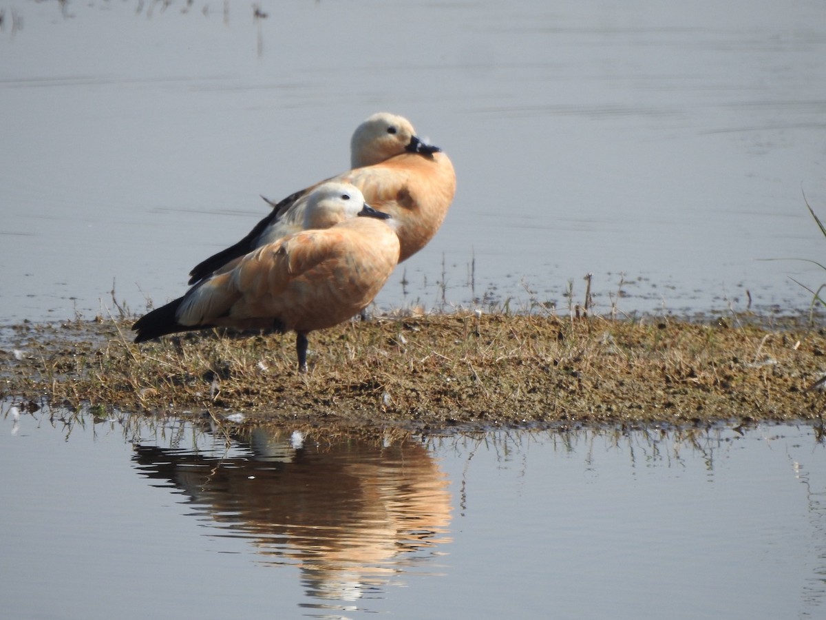 Ruddy Shelduck - ML646898880