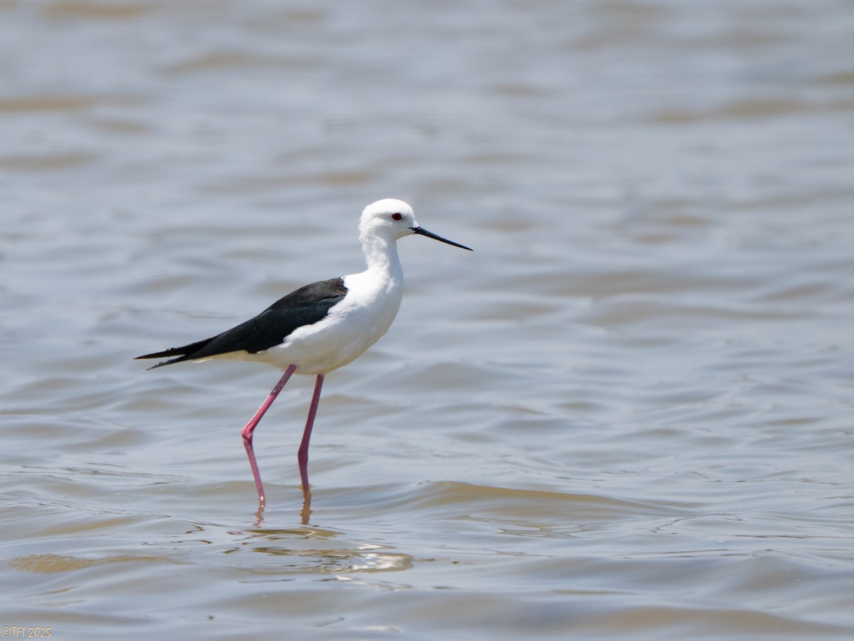 高蹺鴴 - ML646898881