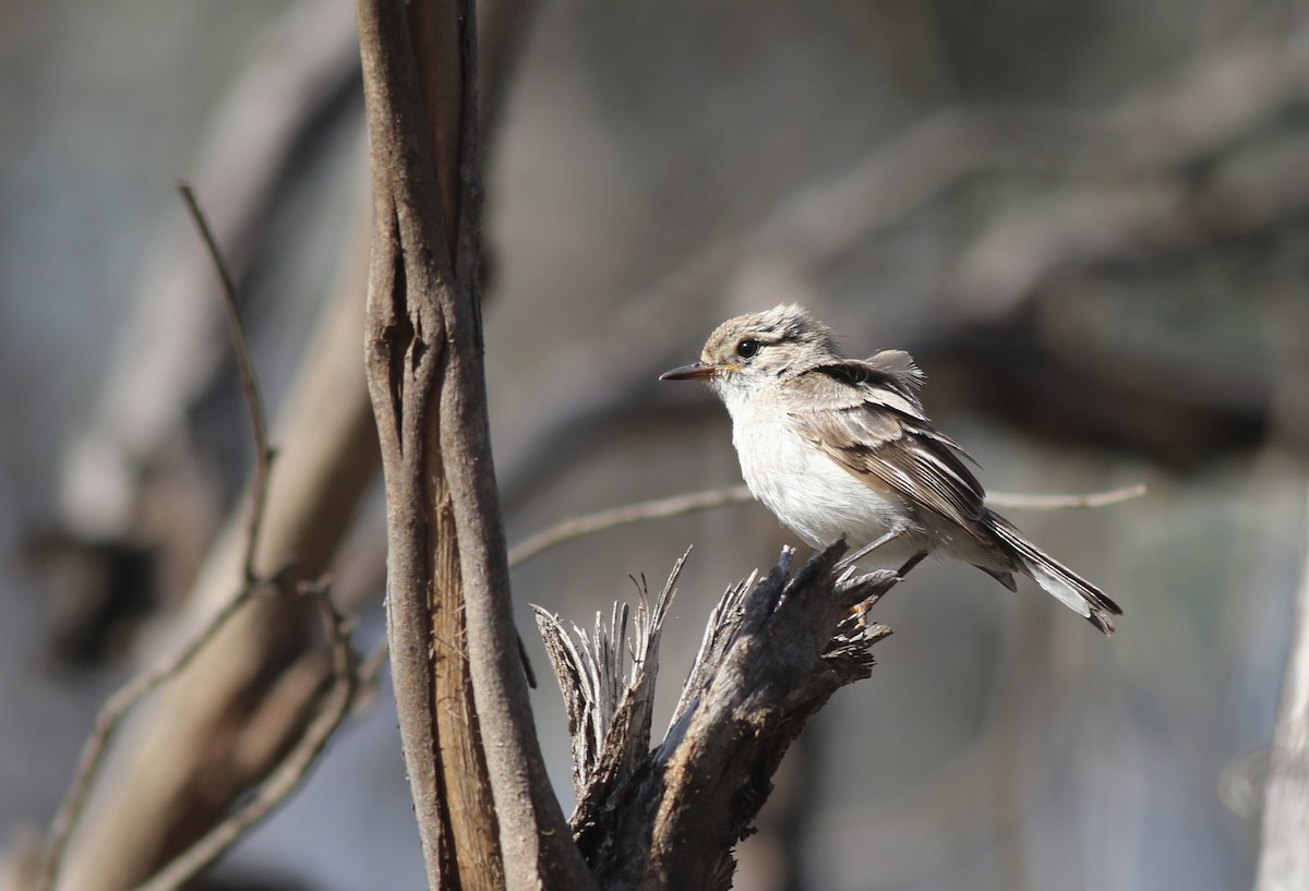 Red-capped Robin - ML646898882