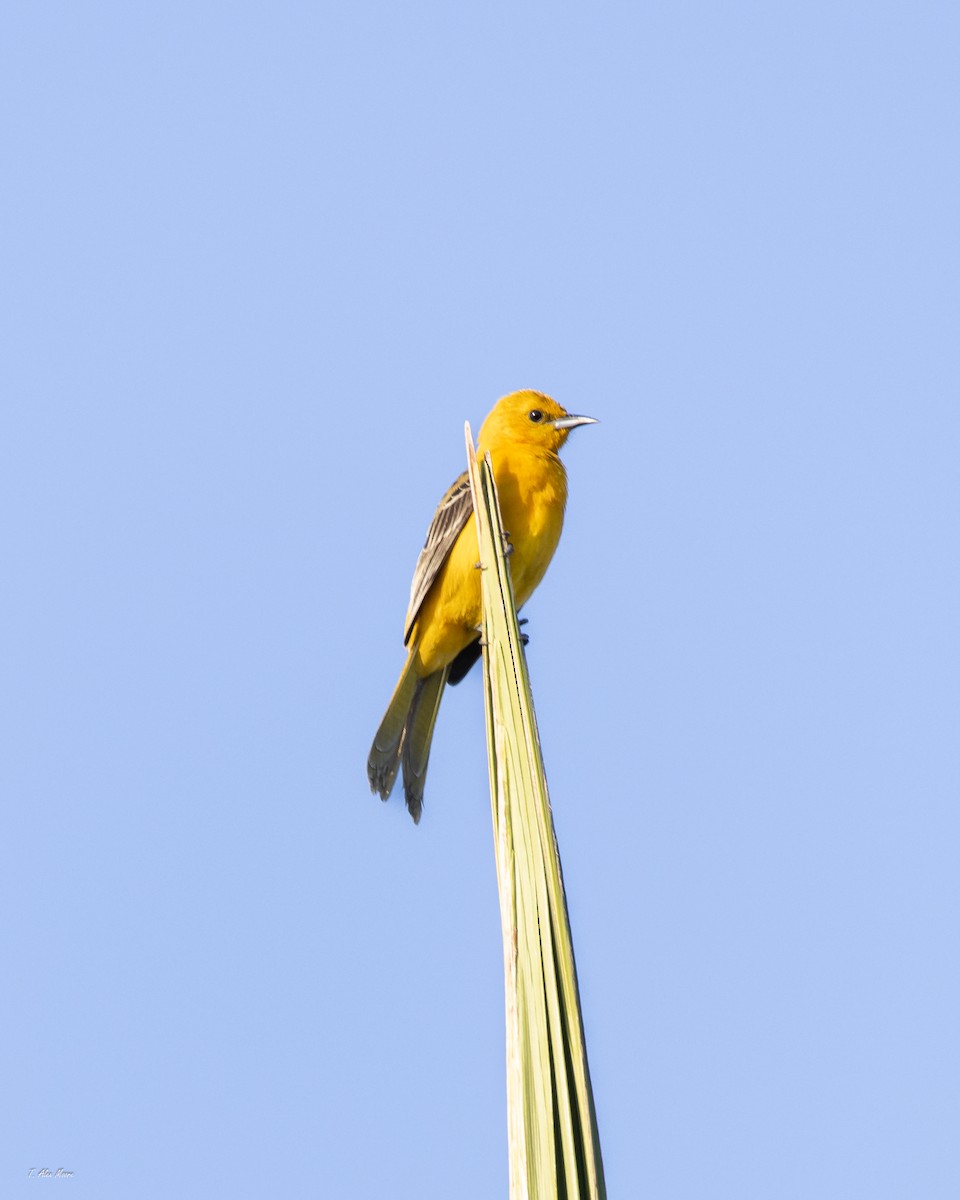 new world oriole sp. - ML646898883