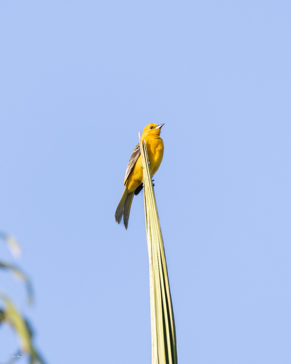 new world oriole sp. - ML646898884