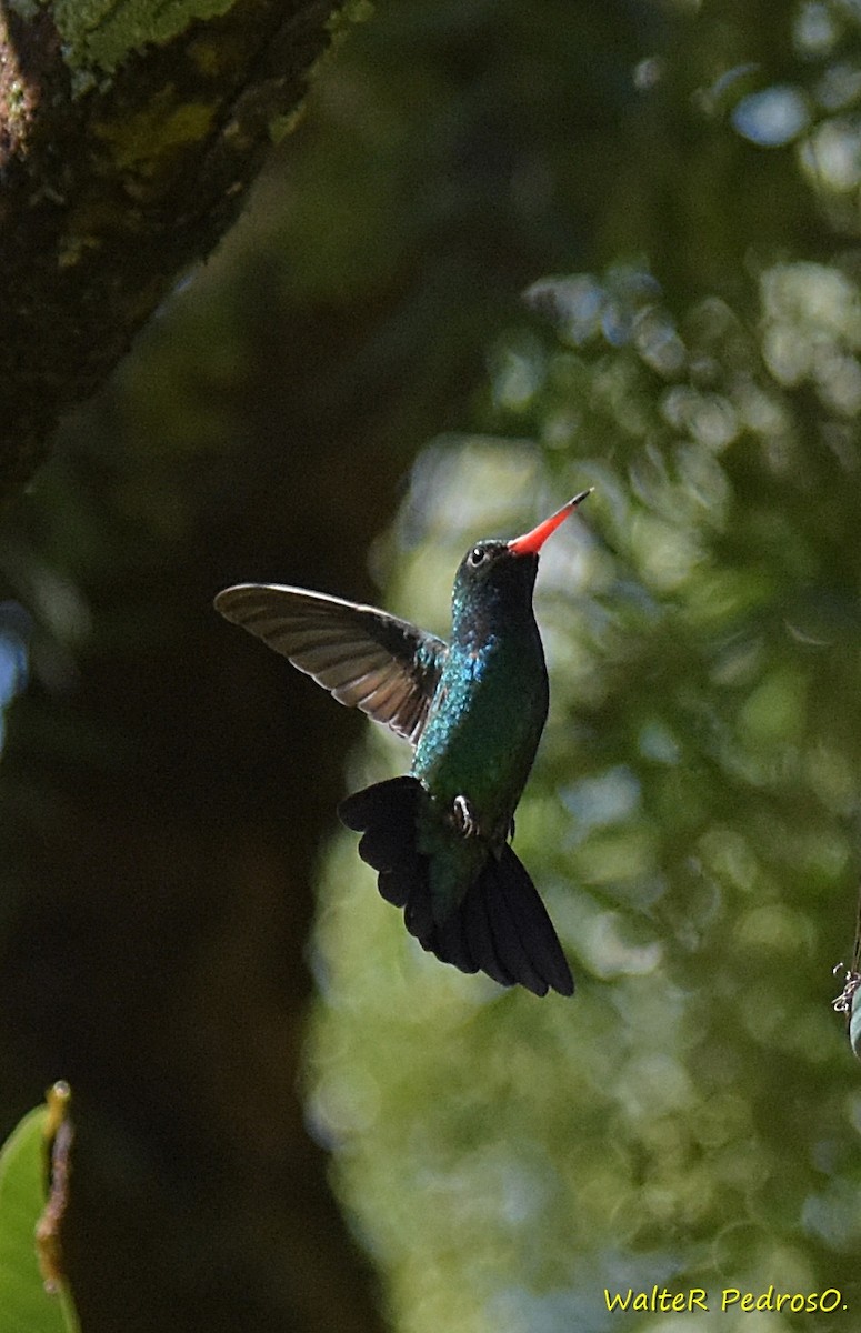 Glittering-bellied Emerald - ML646898885