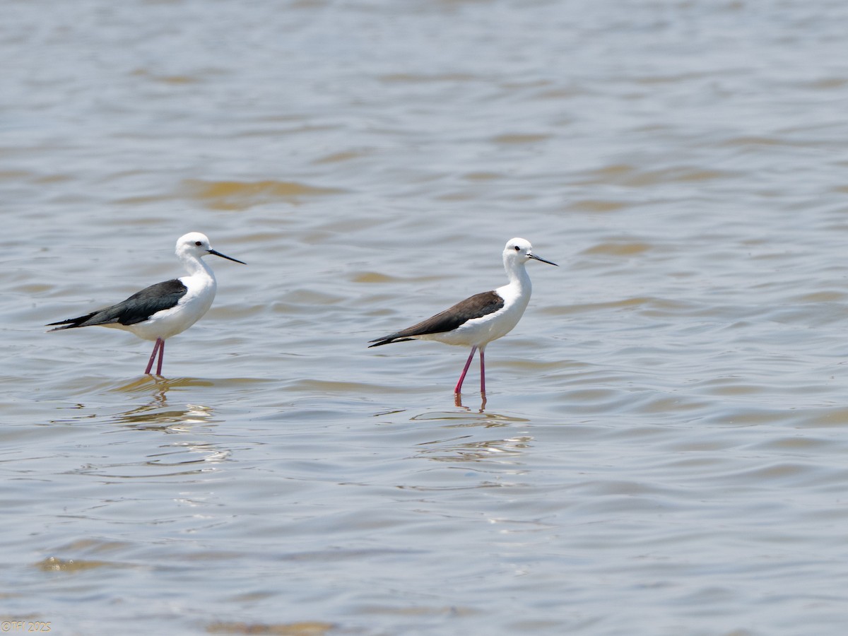 高蹺鴴 - ML646898886