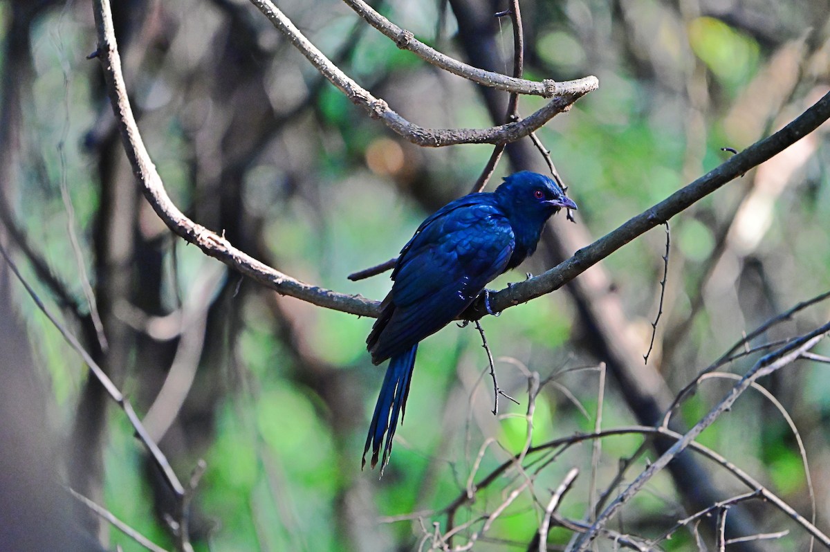 Коель великий - ML646898887