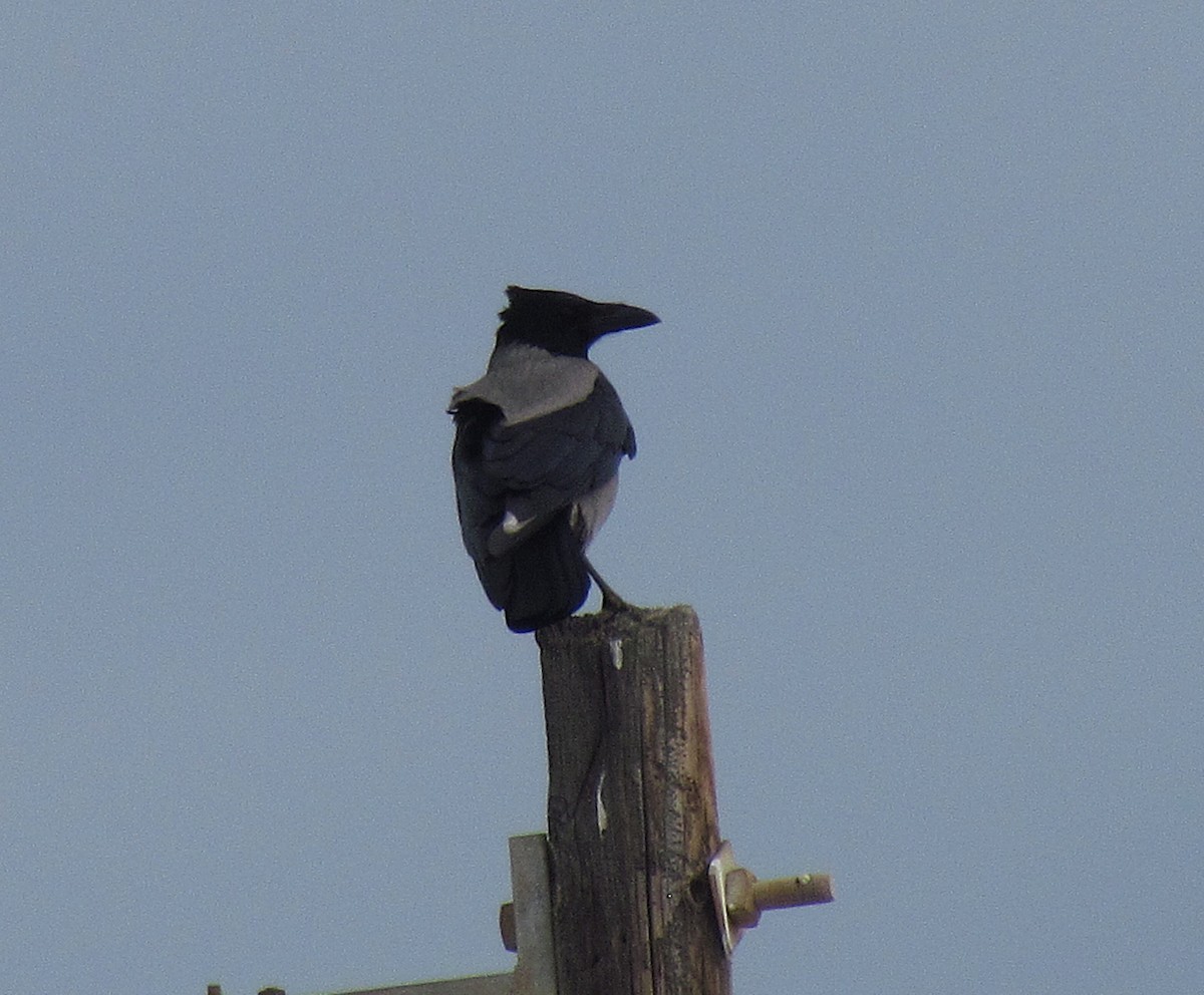 Hooded Crow - ML646898888