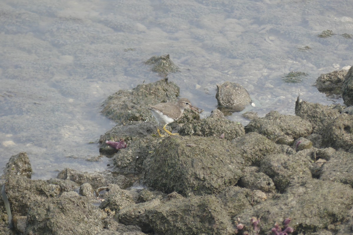 Набережник плямистий - ML646898889