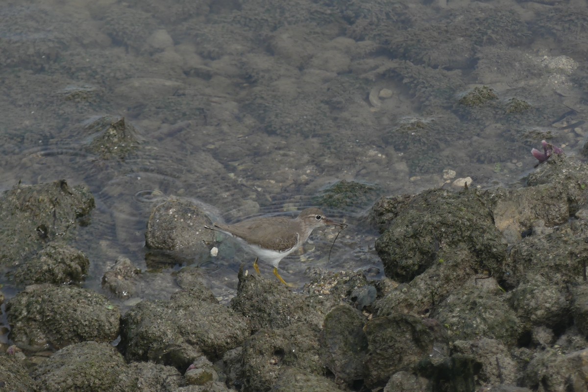 Набережник плямистий - ML646898890