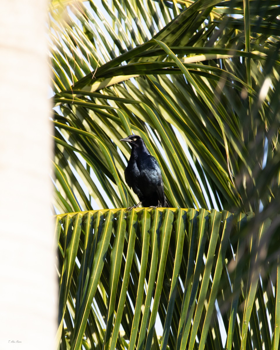 vlhovec velkoocasý - ML646898891