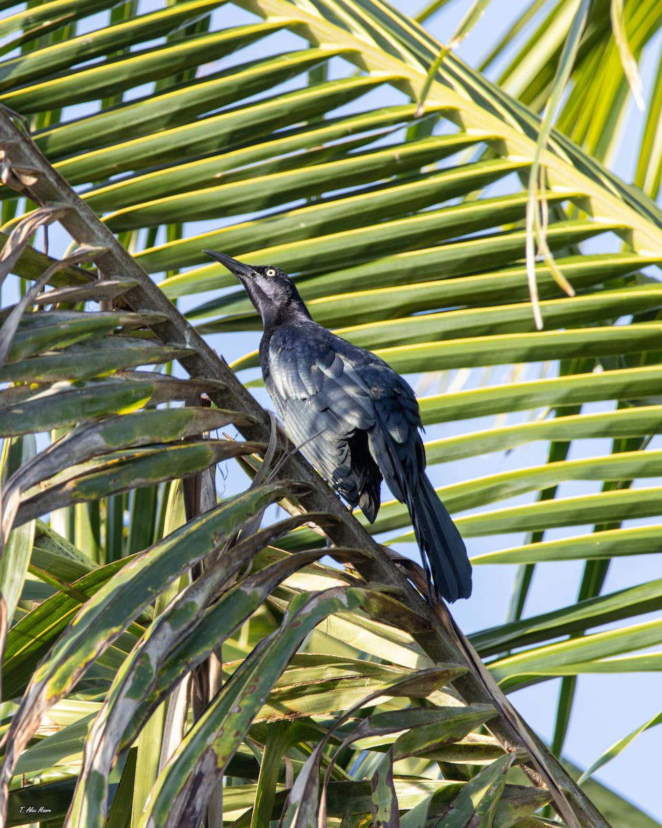 vlhovec velkoocasý - ML646898892