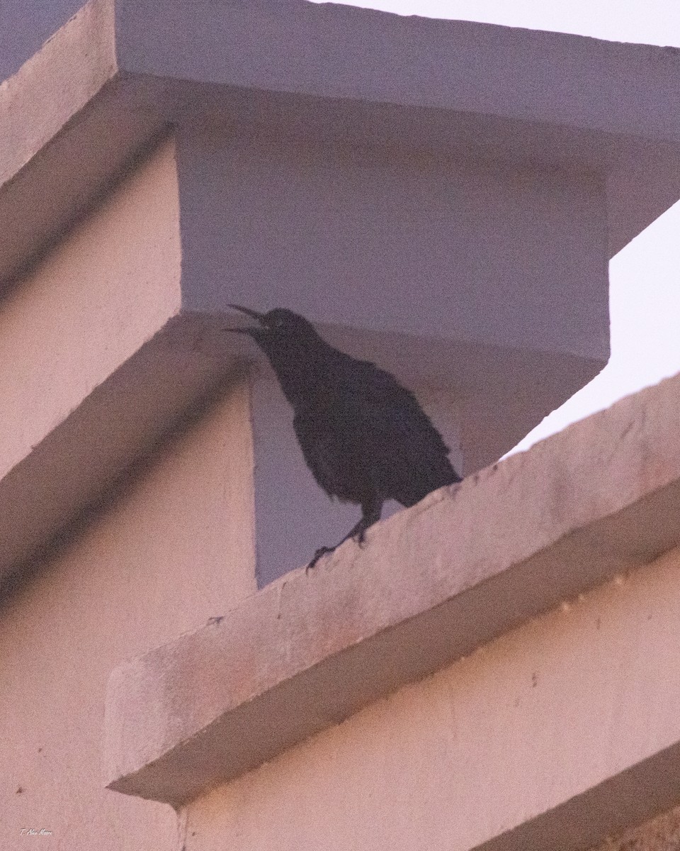 Гракл великохвостий - ML646898893