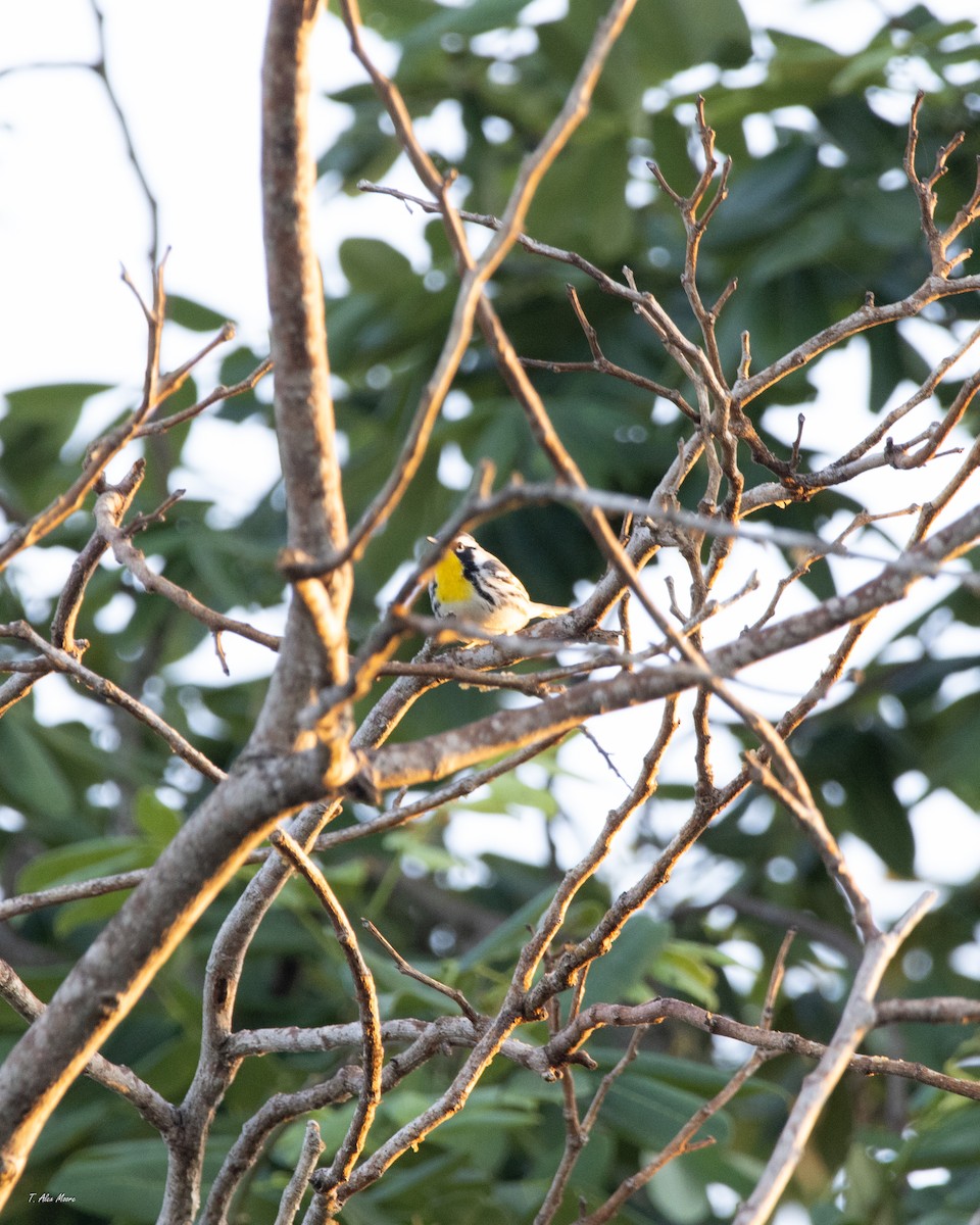 Пісняр-лісовик чорнощокий - ML646898895