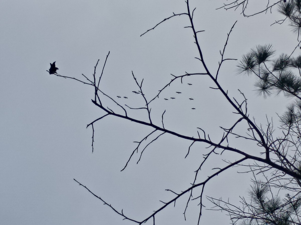 Журавель канадський - ML646898898