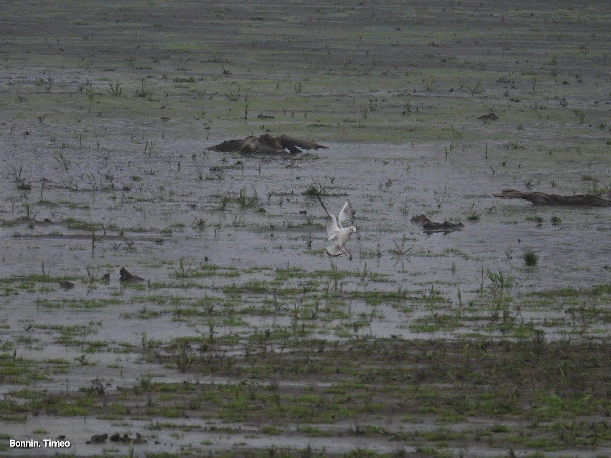 Мартин звичайний - ML646898903