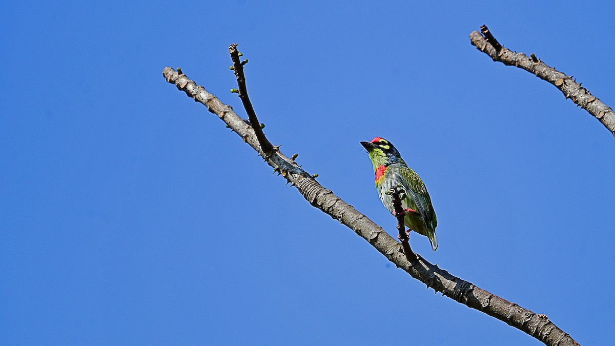 Бородастик червоноголовий - ML646898904