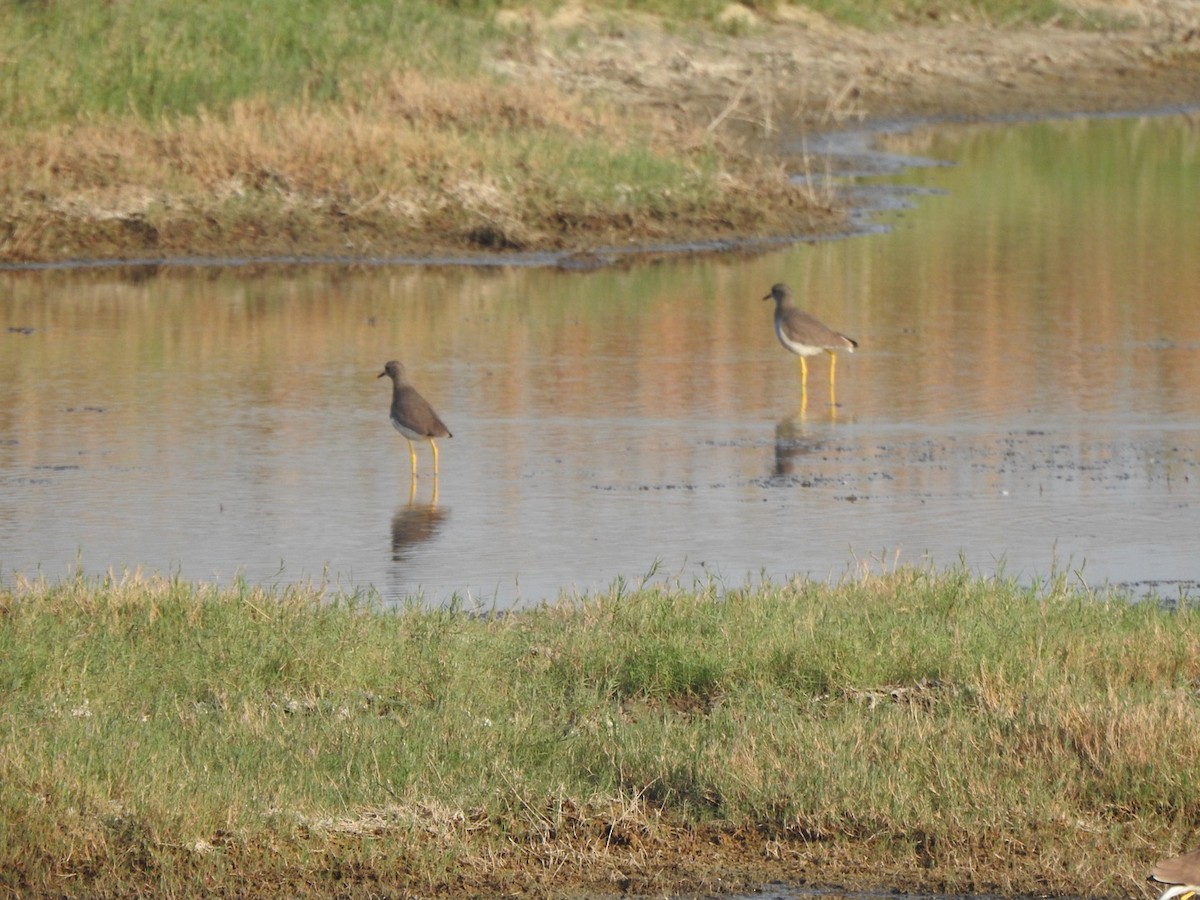 Чайка білохвоста - ML646898906