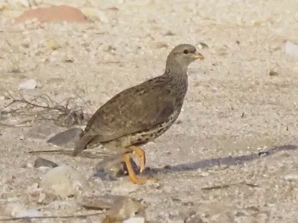 Турач натальський - ML646898907