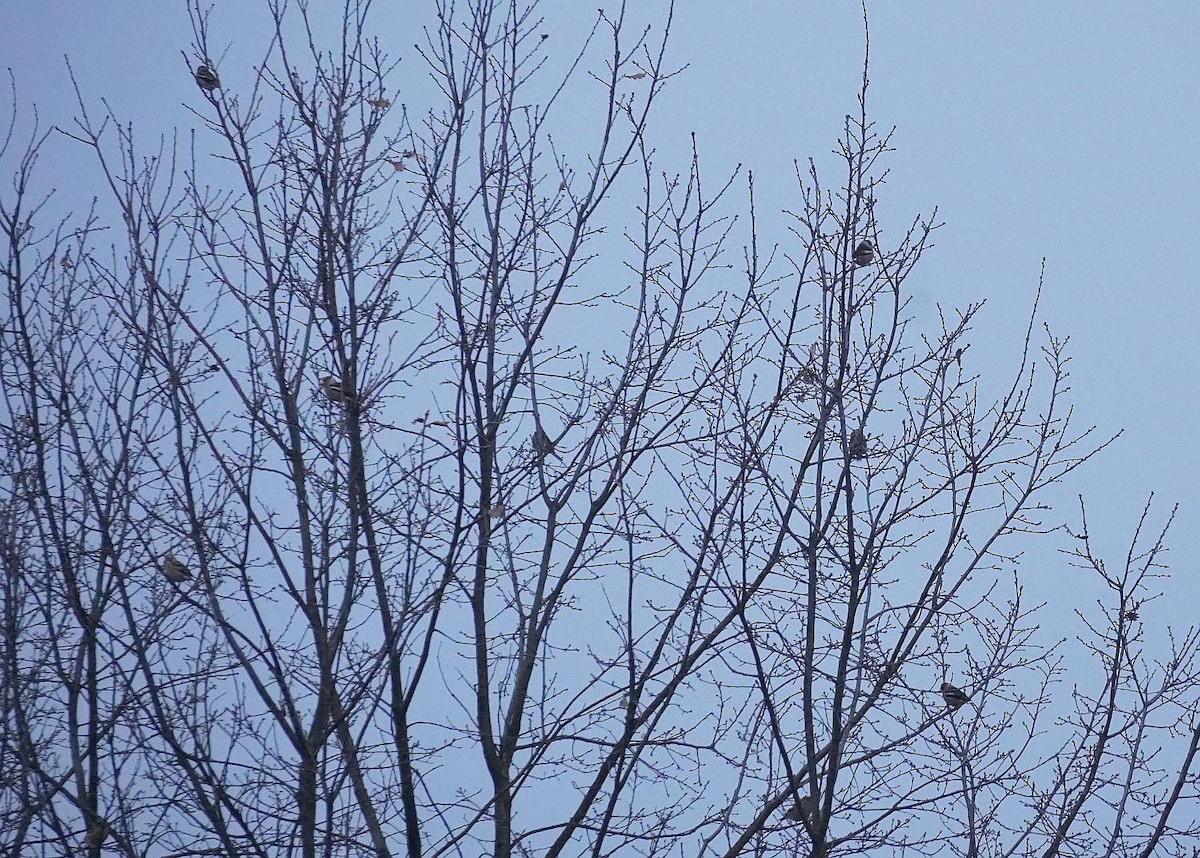 Костогриз - ML646898908