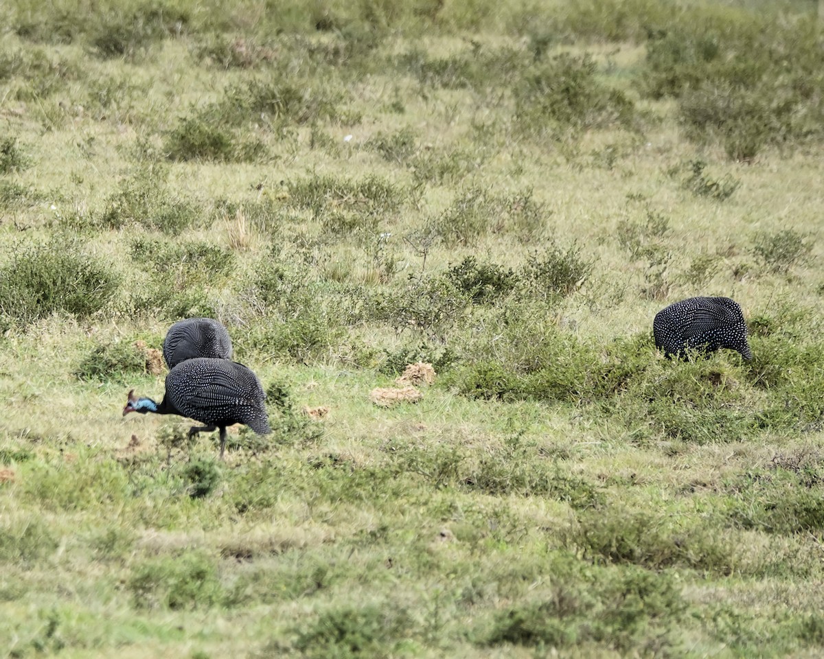 Цесарка рогата - ML646898910