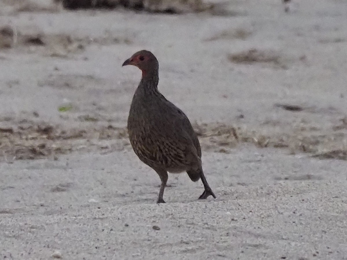 Турач чорноногий - ML646898911