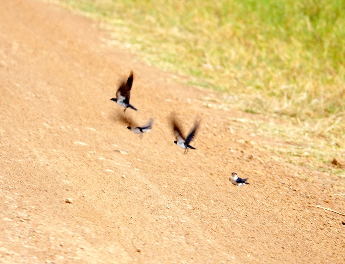 Ластівка ниткохвоста - ML646898914