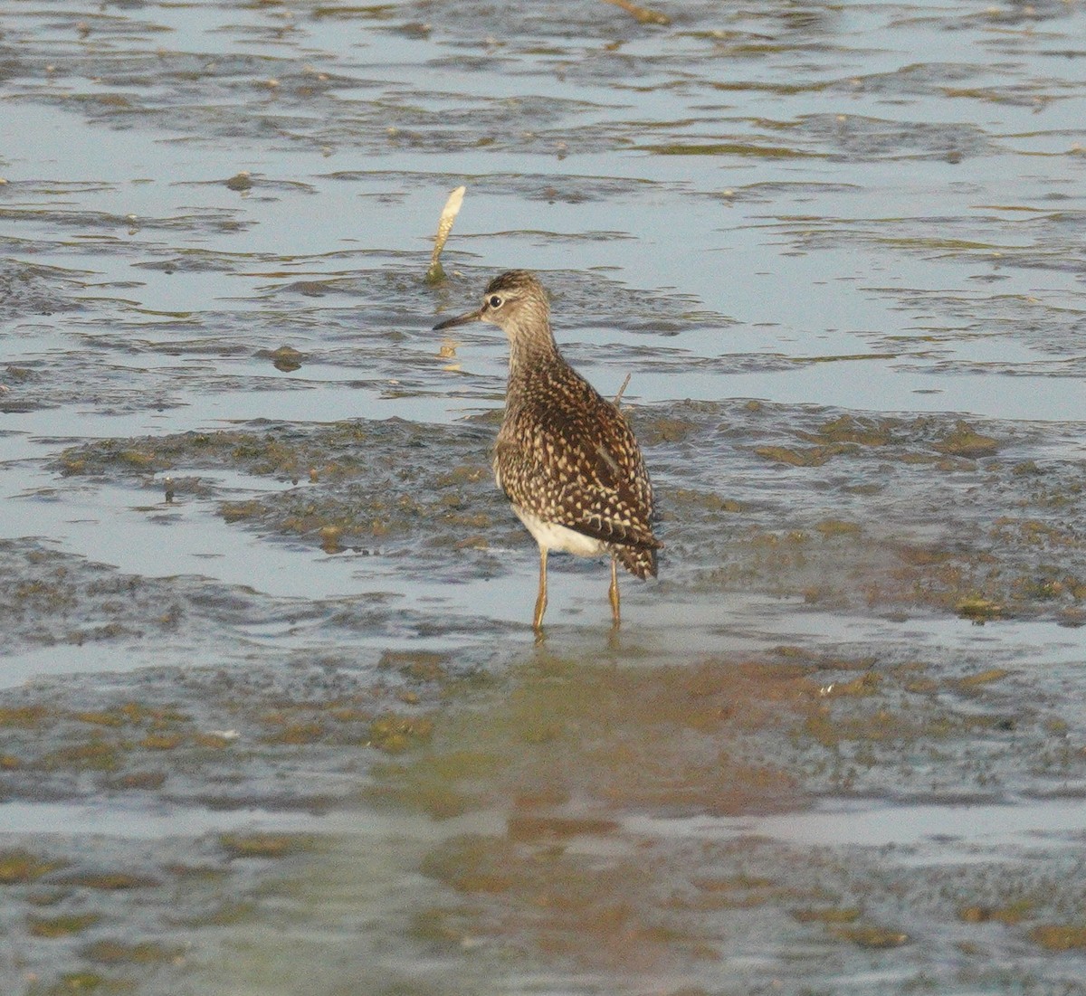 Коловодник болотяний - ML646898915