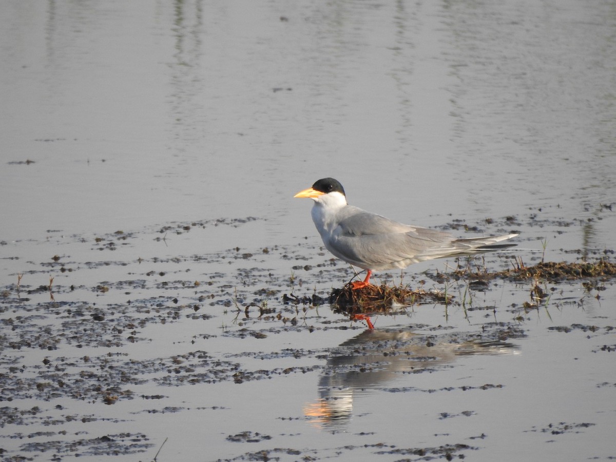 Крячок індійський - ML646898916