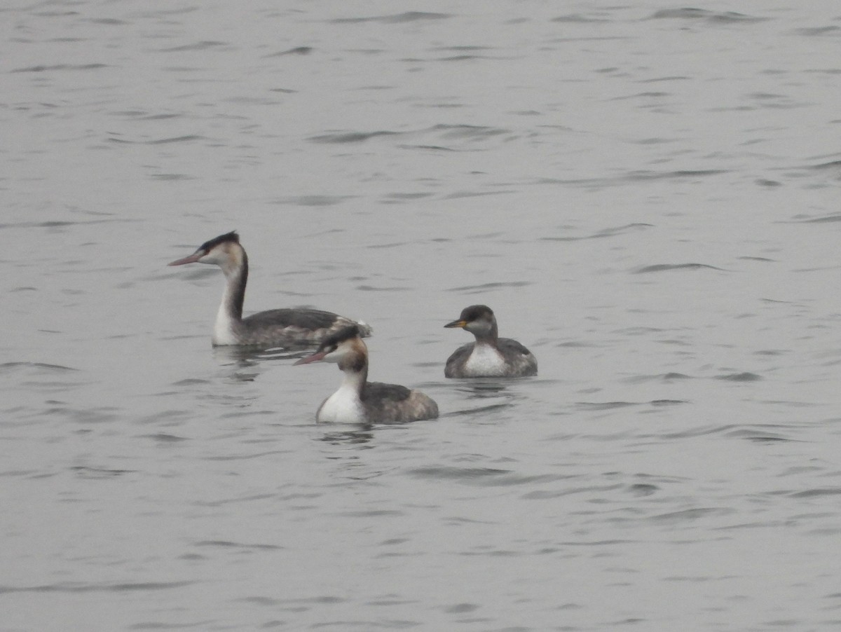 Пірникоза сірощока - ML646898917