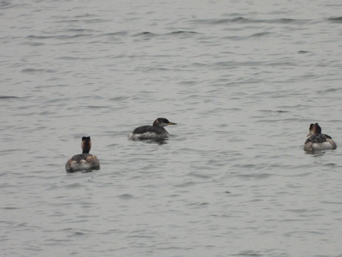 Пірникоза сірощока - ML646898918