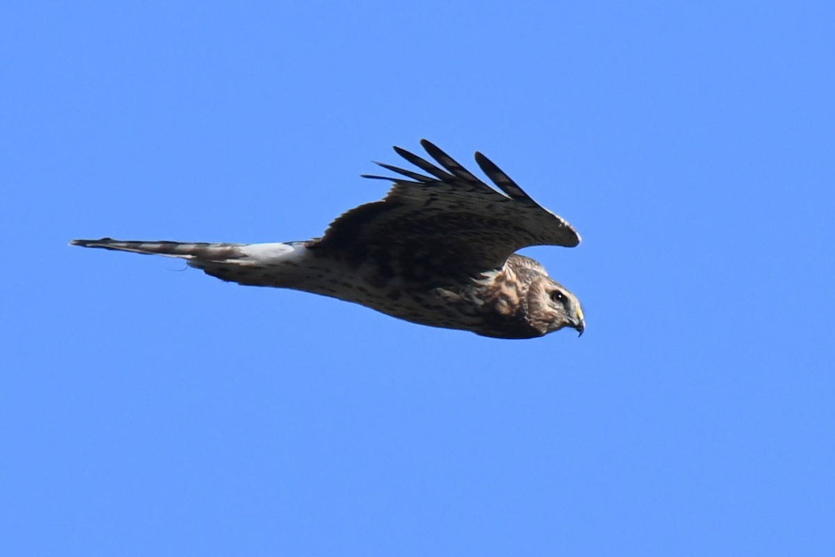 Лунь американський - ML646898919