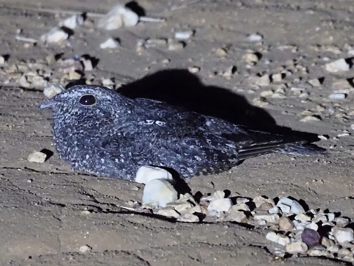 Дрімлюга плямистий - ML646898920