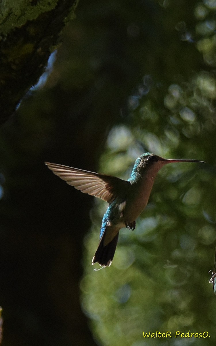 Колібрі-смарагд золоточеревий - ML646898921