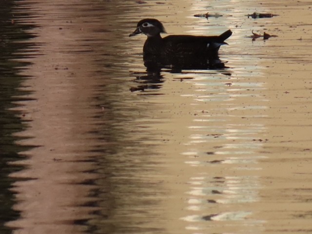 Каролінка - ML646898922