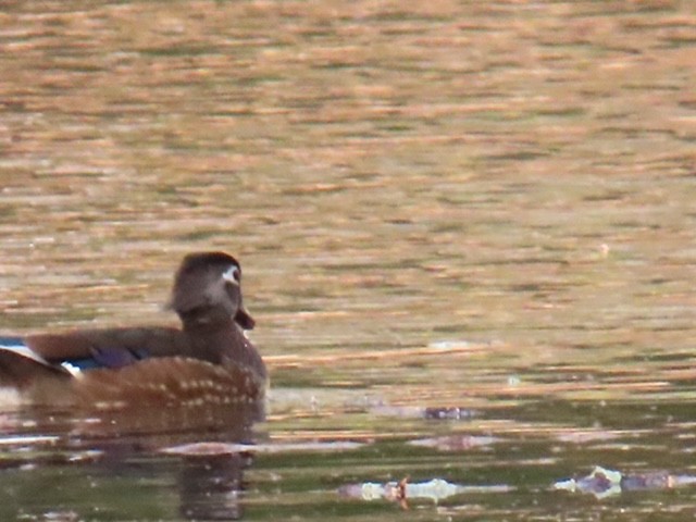 Каролінка - ML646898927