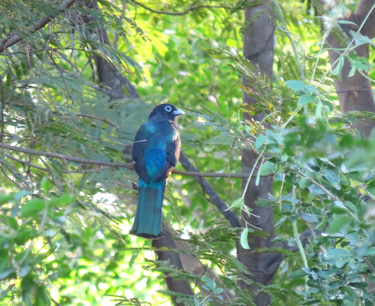 Trogón Cabecinegro - ML646898929