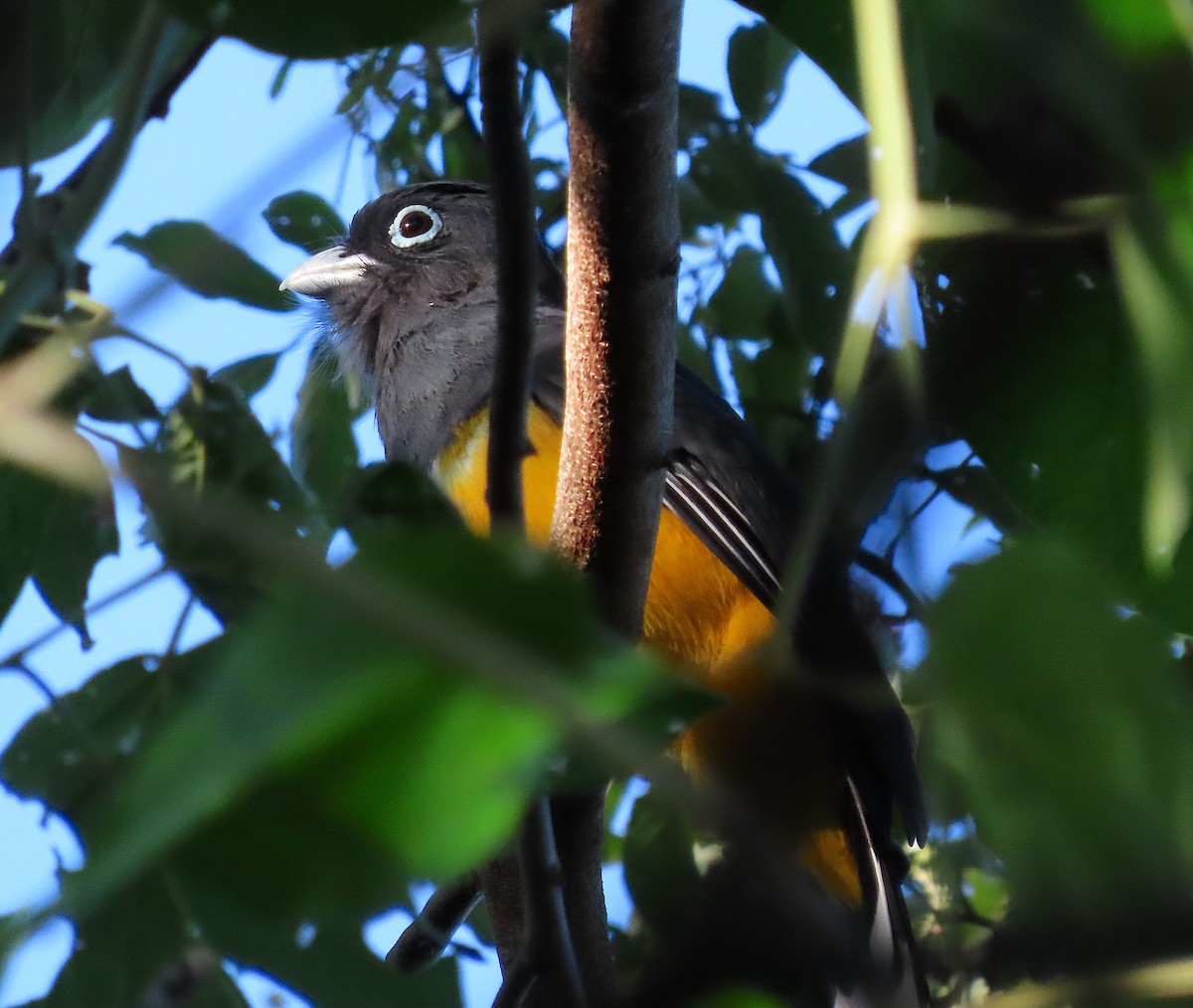 Trogón Cabecinegro - ML646898931